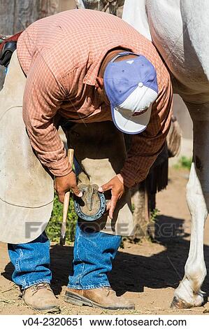 A horseshoer (blacksmith) shoeing a horse, California, USA View Large Photo Image Stock Image - A horseshoer (blacksmith) shoeing a horse, California, USA. Fotosearch