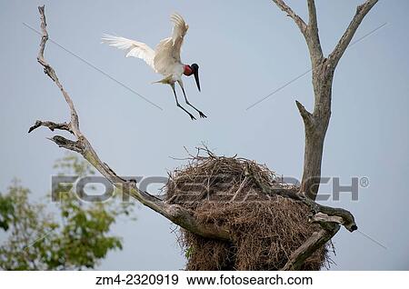Stock Photo - A Jabiru stork (Jabiru mycteria) landing on nest in a tree near the Pouso Alegre Lodge in the northern Pantanal, Mato Grosso province of Brazil.. Fotosearch