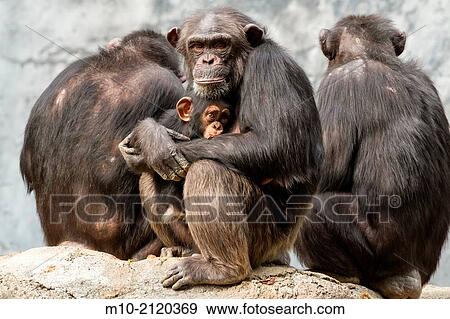 A mom Chimpanzee protecting her daughter during an insecure time. View Large Photo Image Stock Photo - A mom Chimpanzee protecting her daughter during an insecure time.. Fotosearch