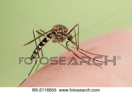 Stock Photography - Aedes japonicus invasive mosquito species to Central Europe, bloodfeeding on human skin.. Fotosearch
