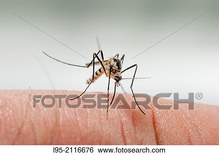 Stock Photograph - Aedes triseriatus mosquito female biting on human skin.. Fotosearch
