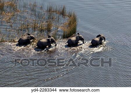 Picture - Aerial view of African Elephant (Loxodonta africana) in the water, Okavango Delta, Botswana.. Fotosearch