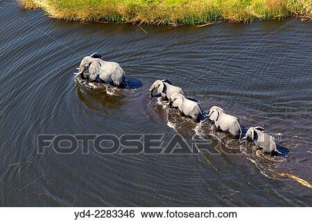 Aerial view of African Elephants (Loxodonta africana), crossing the river, Okavango Delta, Botswana. View Large Photo Image Stock Photograph - Aerial view of African Elephants (Loxodonta africana), crossing the river, Okavango Delta, Botswana.. Fotosearch