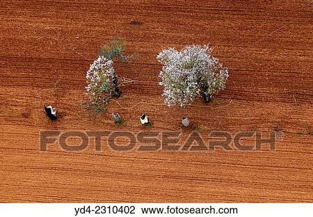 Aerial view of almond tree in flowers in the farm land, Mallorca lands, Balearic Island, Spain. View Large Photo Image Stock Image - Aerial view of almond tree in flowers in the farm land, Mallorca lands, Balearic Island, Spain.. Fotosearch
