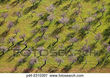 Aerial view of almond tree land, Mallorca, Balearic Island, Spain. View Large Photo Image Stock Photo - Aerial view of almond tree land, Mallorca, Balearic Island, Spain.. Fotosearch
