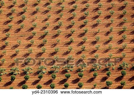 Stock Photograph - Aerial View of Mallorca farm land, Mallorca, Balearic Island, Spain.. Fotosearch