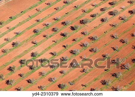 Aerial view of trees Mallorca lands, Balearic Island, Spain. View Large Photo Image Stock Photo - Aerial view of trees Mallorca lands, Balearic Island, Spain.. Fotosearch