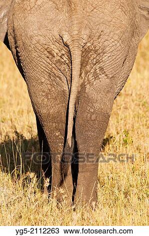 African elephant (Loxodonta africana) from behind, Maasai Mara National Reserve, Rift Valley, Kenya, Africa. View Large Photo Image Stock Image - African elephant (Loxodonta africana) from behind, Maasai Mara National Reserve, Rift Valley, Kenya, Africa.. Fotosearch