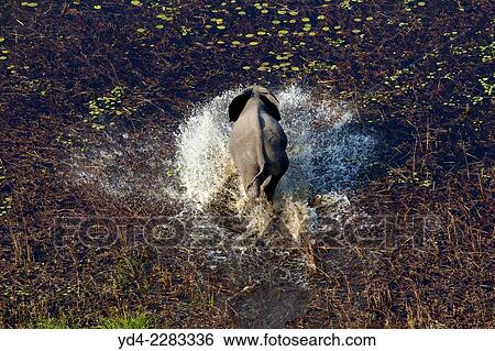 Stock Photograph - African Elephant (Loxodonta africana) running through the floodplain. Okawango Delta aerial view, Botswana.. Fotosearch