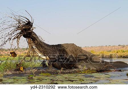 Stock Image - African Elephants (Loxodonta africana), in the river, Chobe National Park, Botswana.. Fotosearch