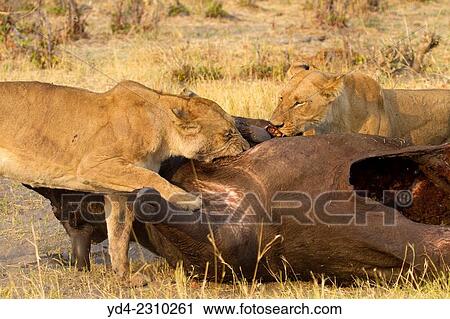 African lion (Panthera leo) - Female, eating a Cape buffalo (Syncerus caffer), Savuti, Chobe National Park, Botswana. View Large Photo Image Stock Image - African lion (Panthera leo) - Female, eating a Cape buffalo (Syncerus caffer), Savuti, Chobe National Park, Botswana.. Fotosearch