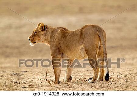 African lion Panthera leo - Female, Kgalagadi Transfrontier Park, Kalahari desert, South Africa. View Large Photo Image Stock Photo - African lion Panthera leo - Female, Kgalagadi Transfrontier Park, Kalahari desert, South Africa.. Fotosearch
