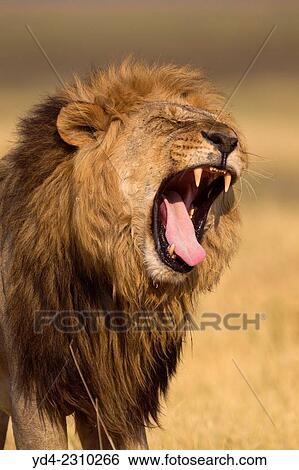 African lion (Panthera leo) - Male, Savuti, Chobe National Park, Botswana. View Large Photo Image Stock Photograph - African lion (Panthera leo) - Male, Savuti, Chobe National Park, Botswana.. Fotosearch