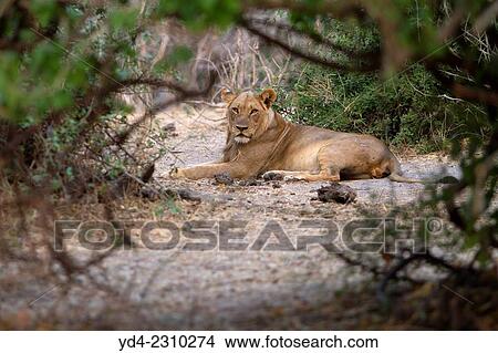 African lion (Panthera leo) - young, Chobe National Park, Botswana. View Large Photo Image Picture - African lion (Panthera leo) - young, Chobe National Park, Botswana.. Fotosearch