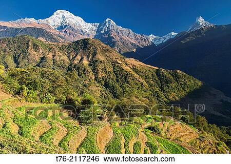 Annapurna South (7291m), Machapuchare (Fishtail Peak), and Hiunchuli seen from Ghandruk in the Annapurna area of Nepal. View Large Photo Image Stock Photograph - Annapurna South (7291m), Machapuchare (Fishtail Peak), and Hiunchuli seen from Ghandruk in the Annapurna area of Nepal.. Fotosearch