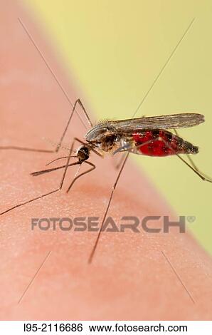 Stock Photograph - Anopheles plumbeus mosquito female biting on human skin.. Fotosearch
