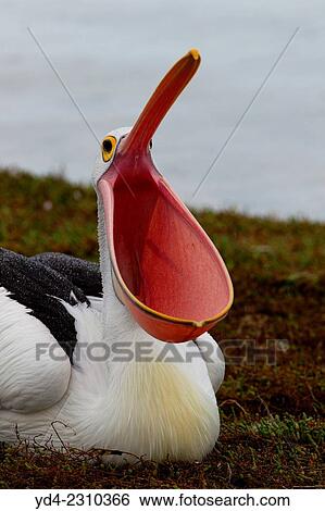 Australian Pelican American River, Kangarro Island, South Australia, Australia. View Large Photo Image Stock Photograph - Australian Pelican American River, Kangarro Island, South Australia, Australia.. Fotosearch