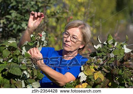 Autumn Garden. Working with the flower garden. View Large Photo Image Stock Photo - Autumn Garden. Working with the flower garden.. Fotosearch