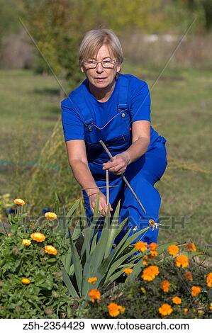 Stock Photo - Autumn Garden. Working with the flower garden.. Fotosearch