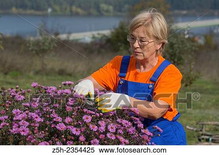 Stock Photography - Autumn Garden. Working with the flower garden.. Fotosearch