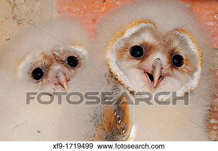 Stock Photo - Barn Owl Tyto Alba Extremadura Spain. Fotosearch