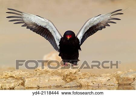 Bateleur (Terathopius ecaudatus), Kgalagadi Transfrontier Park, Kalahari desert, South Africa. View Large Photo Image Picture - Bateleur (Terathopius ecaudatus), Kgalagadi Transfrontier Park, Kalahari desert, South Africa.. Fotosearch
