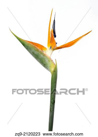 Bird of Paradise (Strelitzia sp. ) flower View Large Photo Image Stock Image - Bird of Paradise (Strelitzia sp. ) flower. Fotosearch