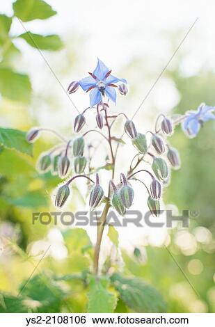Borage (Borago officinalis) flower growing in herbal garden. View Large Photo Image Stock Photograph - Borage (Borago officinalis) flower growing in herbal garden.. Fotosearch