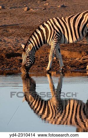Buechell's zebra (Equus quagga), in the waterhole, Etosha National Park, Namibia. View Large Photo Image Picture - Buechell's zebra (Equus quagga), in the waterhole, Etosha National Park, Namibia.. Fotosearch