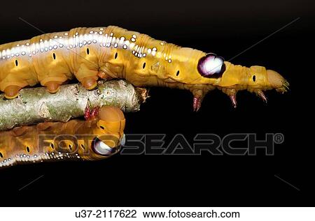 Stock Image - Caterpillar. Image taken at Kampung Skudup, Sarawak, Malaysia.. Fotosearch
