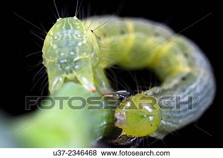 Caterpillar. Image taken at Kampung Skudup, Sarawak, Malaysia. View Large Photo Image Stock Photo - Caterpillar. Image taken at Kampung Skudup, Sarawak, Malaysia.. Fotosearch