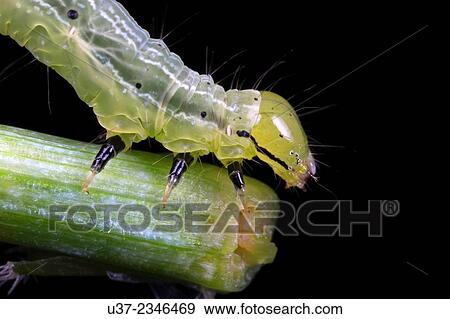Stock Photo - Caterpillar. Image taken at Kampung Skudup, Sarawak, Malaysia.. Fotosearch