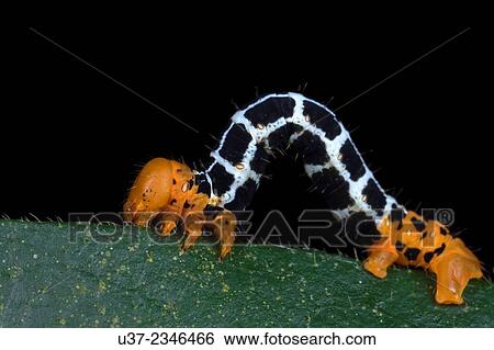 Caterpillar. Image taken at Kampung Skudup, Sarawak, Malaysia. View Large Photo Image Stock Photograph - Caterpillar. Image taken at Kampung Skudup, Sarawak, Malaysia.. Fotosearch