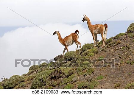 Chile, Patagonia, Magellan Region, Torres del Paine National Park, Guanaco (Lama guanicoe), running. View Large Photo Image Stock Image - Chile, Patagonia, Magellan Region, Torres del Paine National Park, Guanaco (Lama guanicoe), running.. Fotosearch