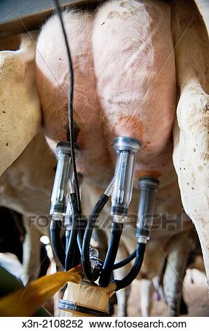 Close up of milking equipment attached to dairy cow in Ridgely, Maryland. View Large Photo Image Stock Image - Close up of milking equipment attached to dairy cow in Ridgely, Maryland.. Fotosearch