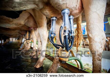 Close up of milking equipment attached to dairy cow in Ridgely, Maryland. View Large Photo Image Stock Photo - Close up of milking equipment attached to dairy cow in Ridgely, Maryland.. Fotosearch
