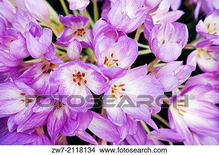Picture - Colchicum autumn flowering corm, bulb.. Fotosearch