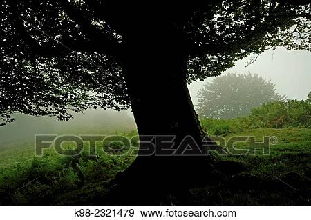 Stock Photo - Collado de Zaldegi, GR11 long-distance footpath, Baztan, Navarra, Spain. Fotosearch