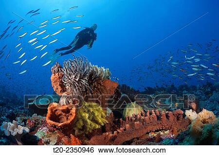 Colony of various Sponges, Kai Islands, Moluccas, Indonesia. View Large Photo Image Stock Photograph - Colony of various Sponges, Kai Islands, Moluccas, Indonesia.. Fotosearch
