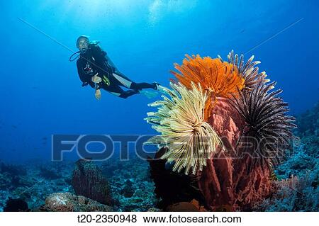 Stock Photo - Colored Featherstars in Coral Reef, Comaster schlegeli, Kai Islands, Moluccas, Indonesia.. Fotosearch