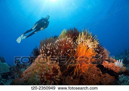 Stock Photo - Colored Featherstars in Coral Reef, Comaster schlegeli, Kai Islands, Moluccas, Indonesia.. Fotosearch