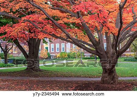 Picture - Colorful fall trees on the campus of Harvard Business School in Cambridge, MA, USA.. Fotosearch