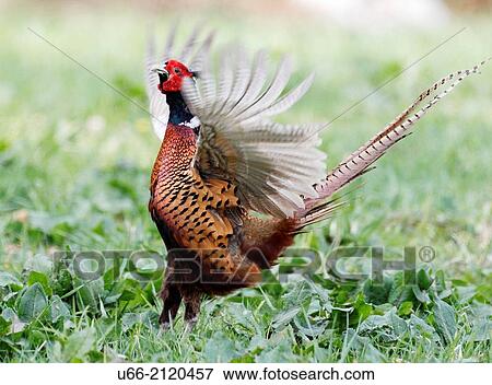 Stock Photo - Common Pheasant (Phasanicus colchicus), Skane, Sweden.. Fotosearch