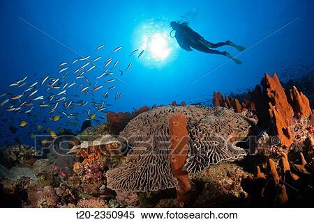 Coral Reef with Salad Coral, Pectinia lactuca, Kai Islands, Moluccas, Indonesia. View Large Photo Image Stock Photography - Coral Reef with Salad Coral, Pectinia lactuca, Kai Islands, Moluccas, Indonesia.. Fotosearch
