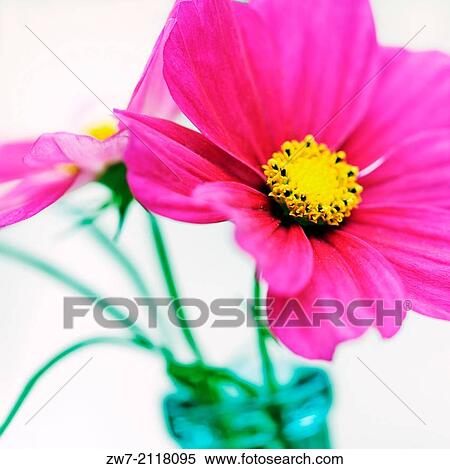 Cosmos flower in glass bottle. View Large Photo Image Stock Photography - Cosmos flower in glass bottle.. Fotosearch