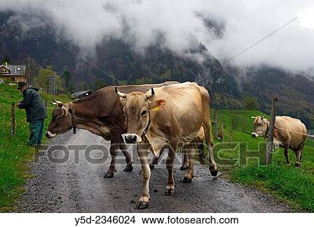 Picture - cows crossing the road for changing pasture, Engelberg, Obwalden canton, Switzerland.. Fotosearch