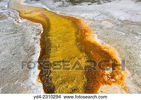 Details in Upper Geyser Basin, Yellowstone National Park, Wyoming/Montana, Idaho, USA. View Large Photo Image Picture - Details in Upper Geyser Basin, Yellowstone National Park, Wyoming/Montana, Idaho, USA.. Fotosearch