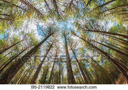 Distorted view of a young forest of Scots Pine, Spain. View Large Photo Image Stock Image - Distorted view of a young forest of Scots Pine, Spain.. Fotosearch