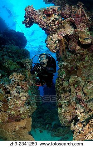 Diver looks at coral reef, Red Sea, Egypt, Africa. View Large Photo Image Stock Image - Diver looks at coral reef, Red Sea, Egypt, Africa.. Fotosearch