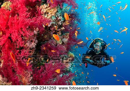 Diver looks at coral reef, Red Sea, Egypt, Africa. View Large Photo Image Stock Photo - Diver looks at coral reef, Red Sea, Egypt, Africa.. Fotosearch